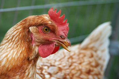 800px-hen_chicken.jpg