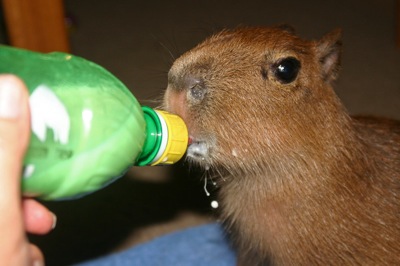 capybara_baby_bottle.jpg