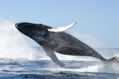 humpback_whale_jumping.jpg