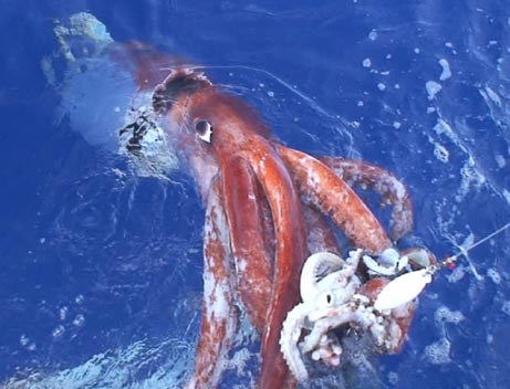 live_giant_squid_video_december_4_2006.jpg