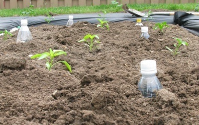 Plastic Bottle Irrigation