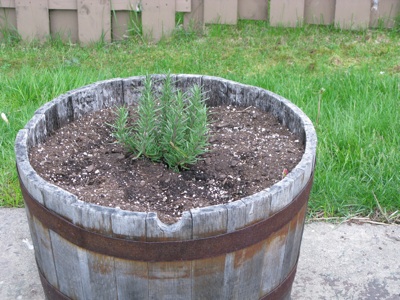 rosemary.jpg