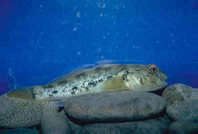 round_goby_glerl.jpg