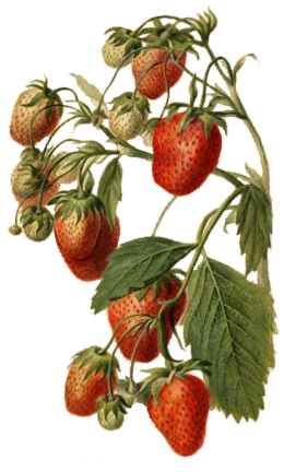 strawberrywatercolor.jpg