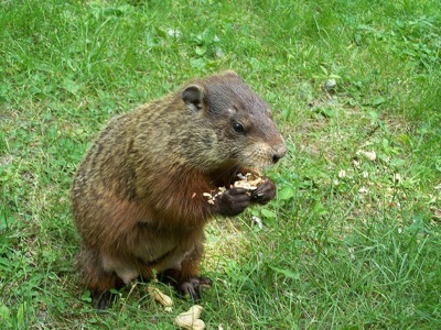 800px-groundhog2.jpg