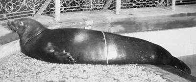 cms-newyorkzoologicalsociety1910.jpg