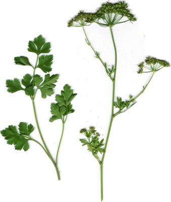509px-petroselinum_crispum.jpg