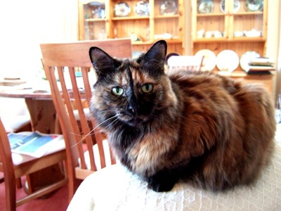 800px-long-haired_tortoiseshell_dscf0193.JPG