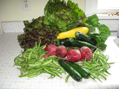 csa-week-4.jpg