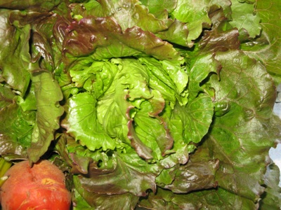 lettuce.jpg