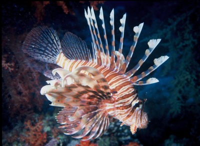 800px-lionfish.JPG