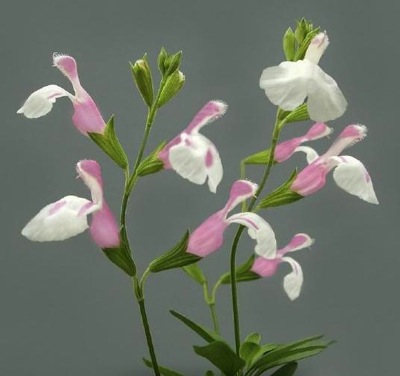 autumn_sage_teresa_salvia_greggii.jpg