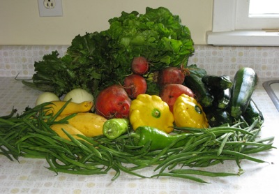 csa-week-6.jpg
