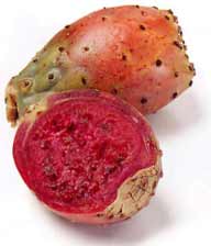 prickly_pear_cdc.jpg
