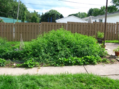 tomato-heap.jpg