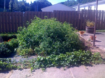 tomato-plants.jpg