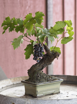 bonsai grape