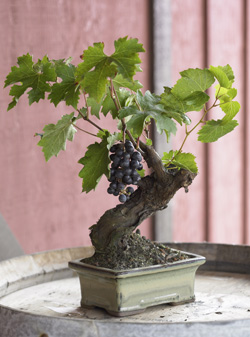 Bonsai Grape