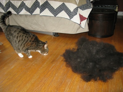 cat-vs-hairball