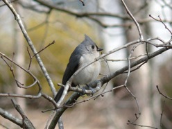 800px-tufted_titmouse_usa