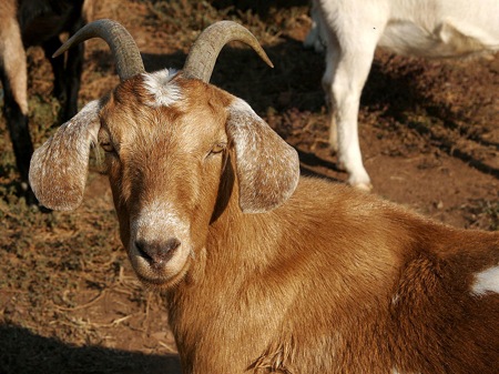 800px-brown_female_goat