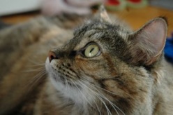 800px-chatte_ecaille_de_tortue
