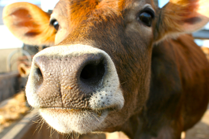 Jersey Cow sniffing at a camera in the sun