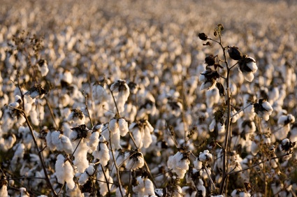 istock_000004986431xsmall
