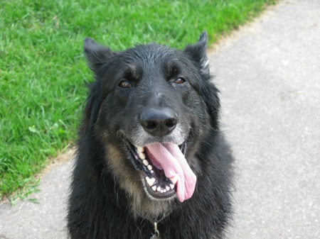 Wet dog