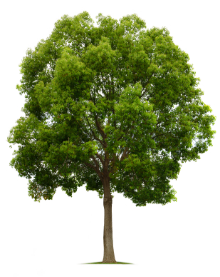 iStock_000006054090XSmall