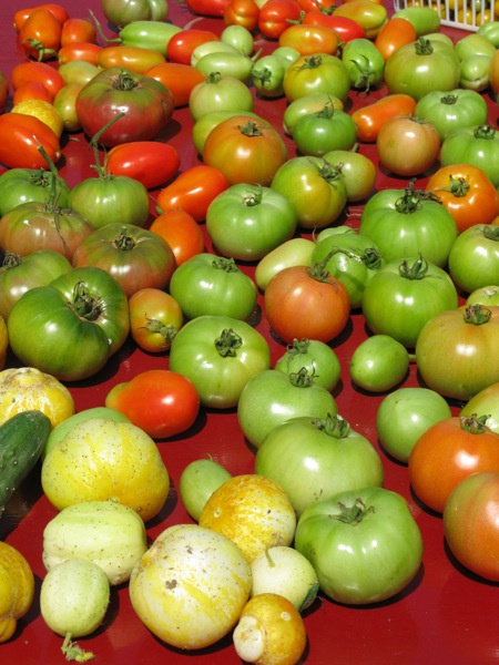 blighty tomatoes