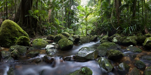 rainforest rainforest