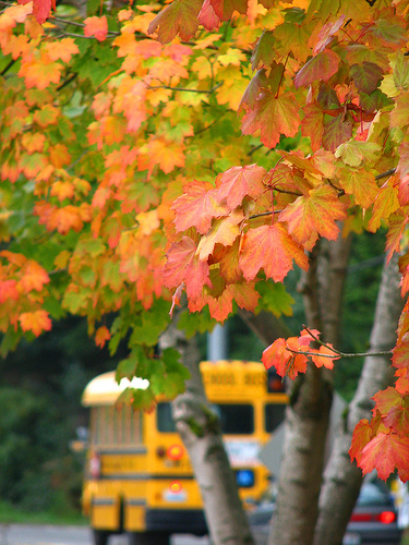 bus