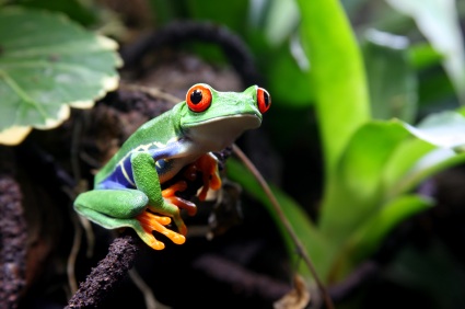 Amphibians Frogs