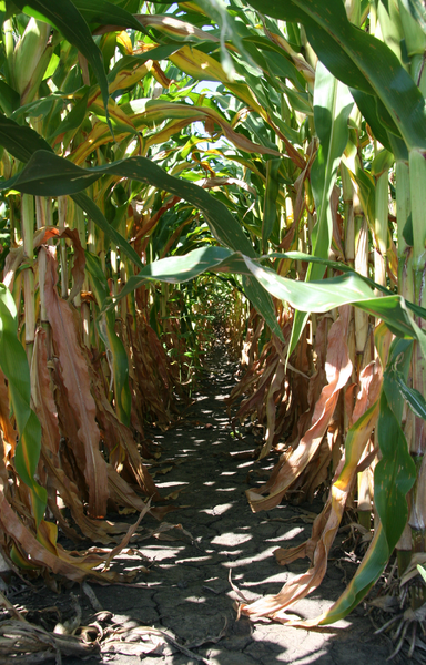 384px-Between_corn_rows