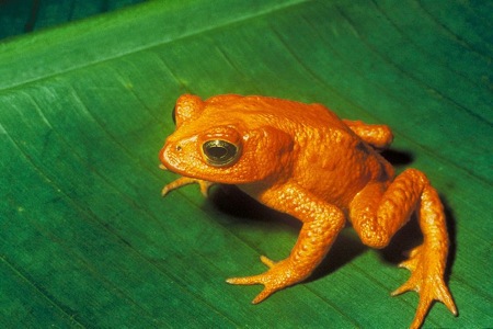 800px-Bufo_periglenes1 800px-Bufo_periglenes1