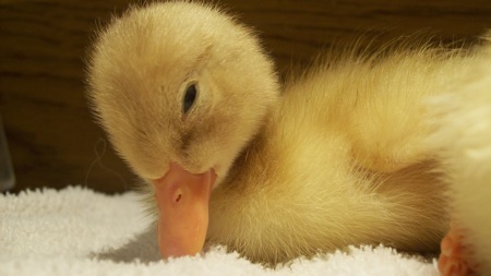 Baby_Duck Baby_Duck