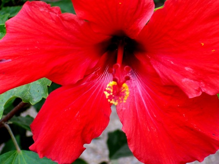flower flower