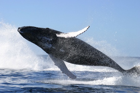 Humpback_whale_jumping