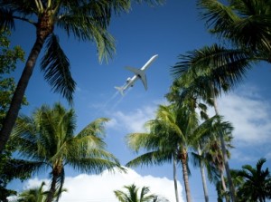 Palm trees