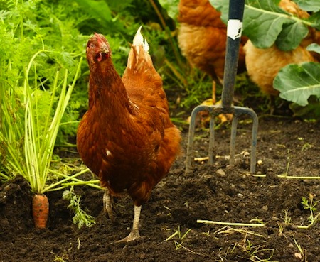 Garden_Hen
